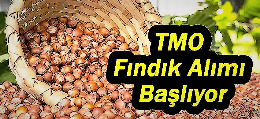 Toprak Mahsulleri Ofisi Fındık Müdahale Alımlarına Başlıyor