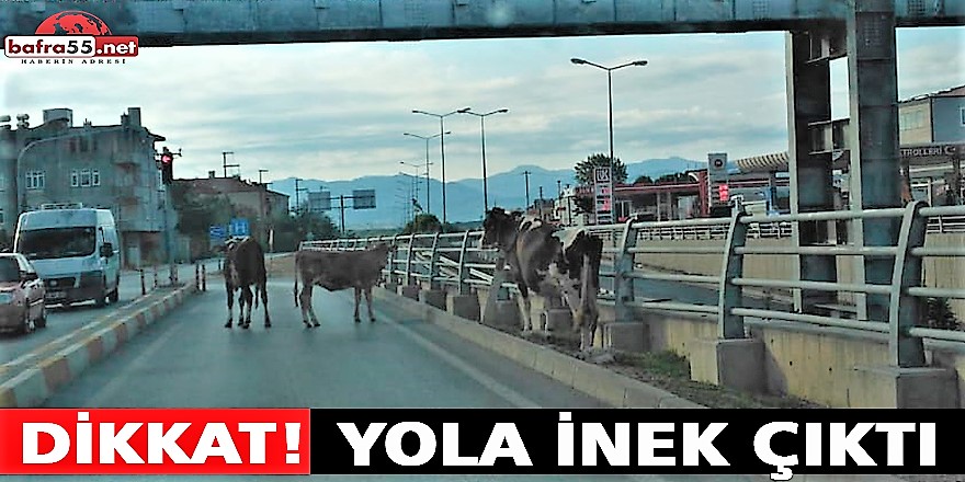 Dikkat! Yola İnek Çıktı