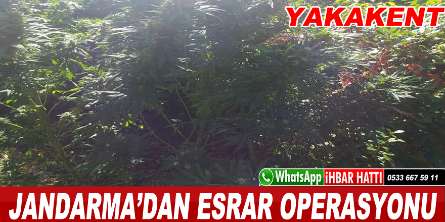 Jandarma'dan esrar operasyonu