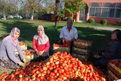 DOMATES EKEREK DEĞERLENDİRDİ