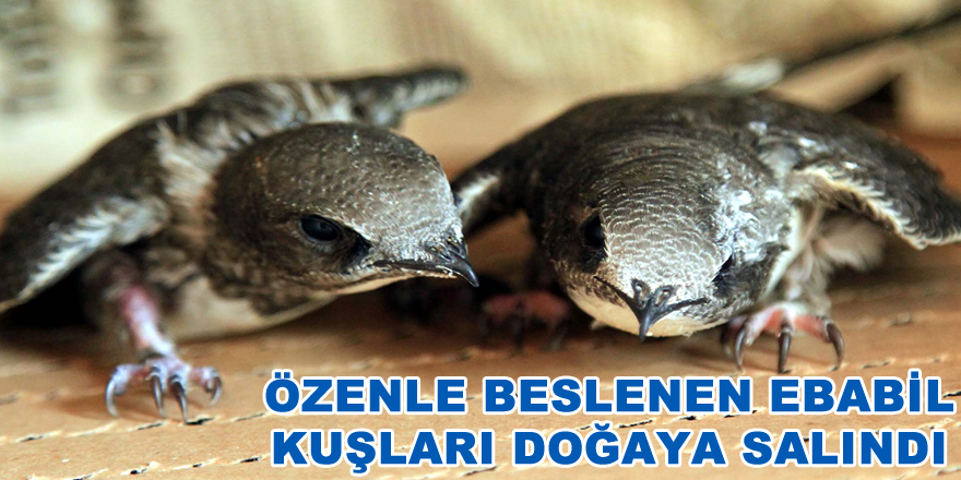 Özenle beslenen ebabil kuşları doğaya salındı