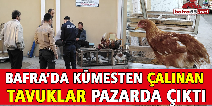 Bafra’da Kümesten Çalınan Tavuklar Pazardan Çıktı