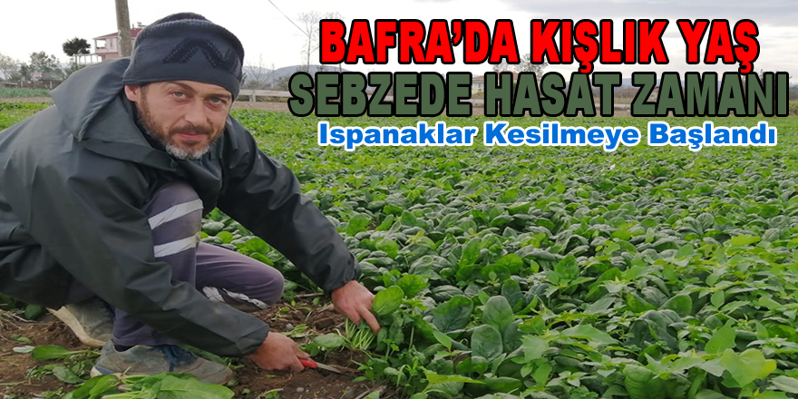 Bafra'da Kışlık Yaş Sebzede Hasat Zamanı