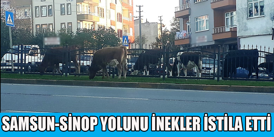 Başıboş Hayvanlar Trafikte Tehlike Saçıyor