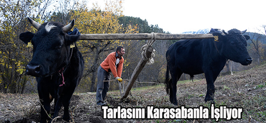 Tarlasını Kara sabanla İşliyor