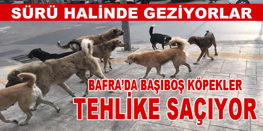 Başıboş Köpekler Tehlike Saçıyor