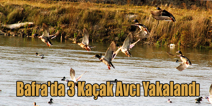 Bafra'da 3 Kaçak Avcı Yakalandı