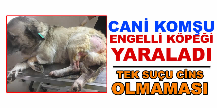 Cani adam komşusunun köpeğini tüfekle vurdu