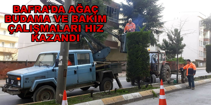 Bafra Belediyesi Ağaçları Budamaya Başladı