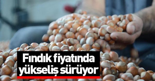 Fındık fiyatında artış sürüyor