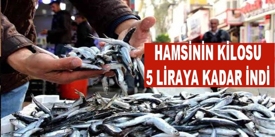 Samsun'da hamsi 5 liraya düştü