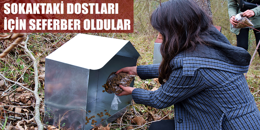 SOKAKTAKİ DOSTLARI İÇİN SEFERBER OLDULAR