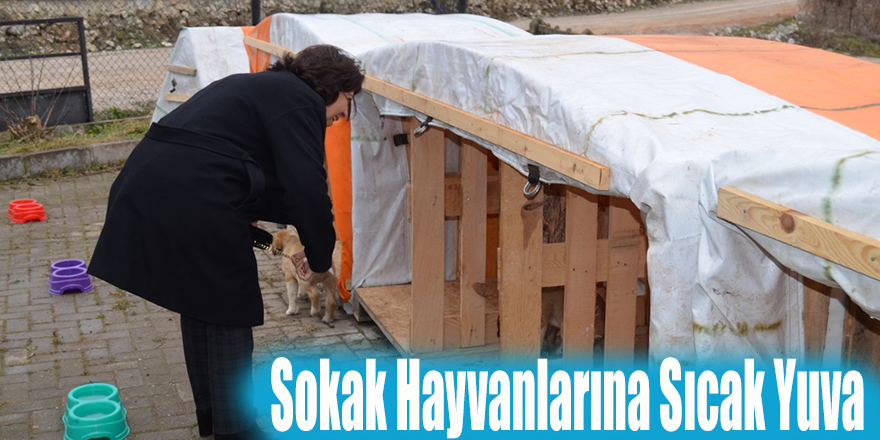 Sokak Hayvanlarına Sıcak Yuva