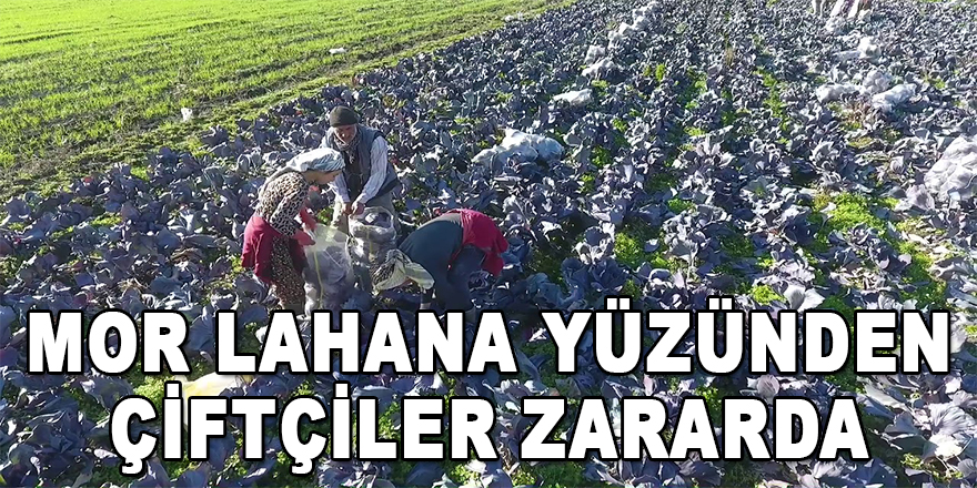 Mor Lahana Yüzünden Çiftçiler Zararda