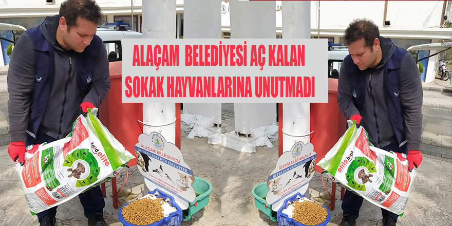 ALAÇAM  BELEDİYESİ AÇ KALAN SOKAK HAYVANLARINA UNUTMADI