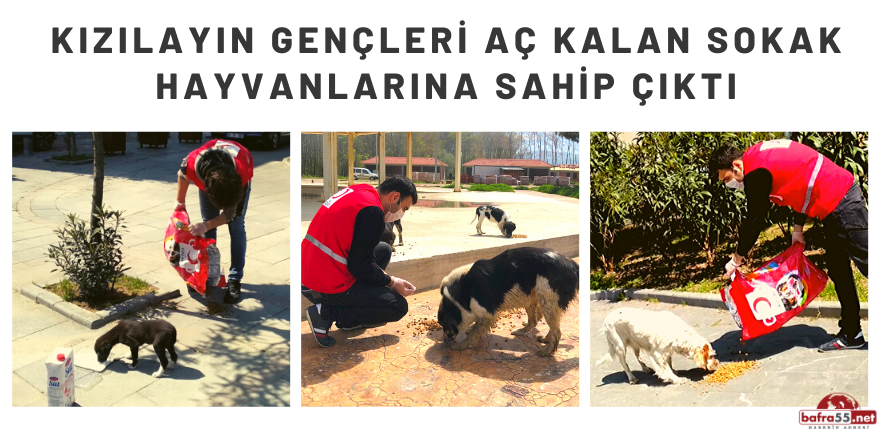 KIZILAY SOKAK HAYVANLARINA SAHİP ÇIKTI