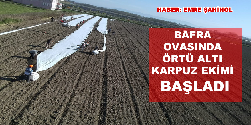 Bafra Ovası’nda örtü altı karpuz fideleri toprakla buluşuyor