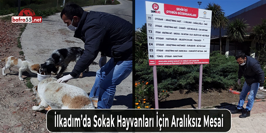 İlkadım’da Sokak Hayvanları İçin Aralıksız Mesai