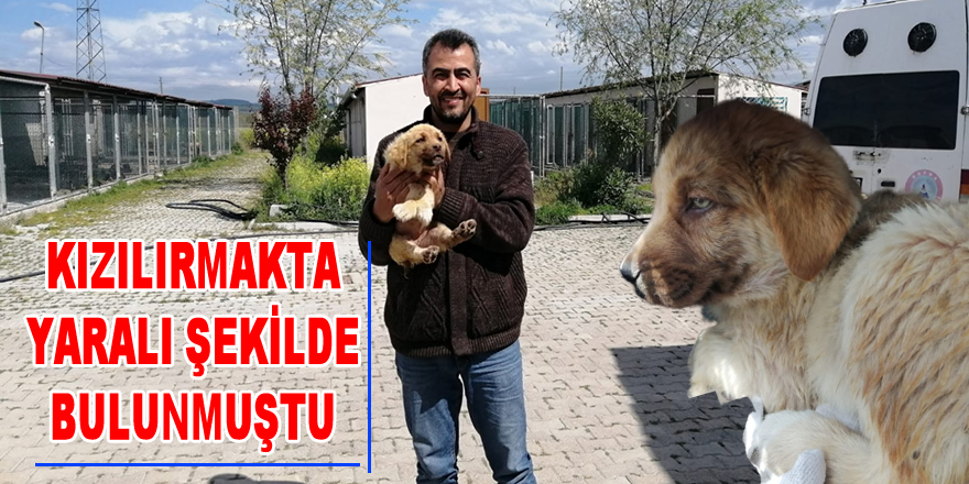 Yaralı Köpeği Hayvansever bir vatandaş kurtardı