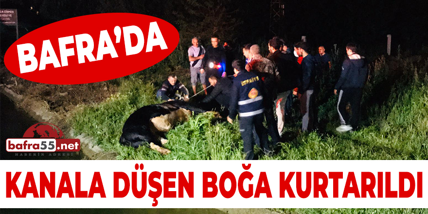 Bafra'da Kanala Düşen Boğa Kurtarıldı