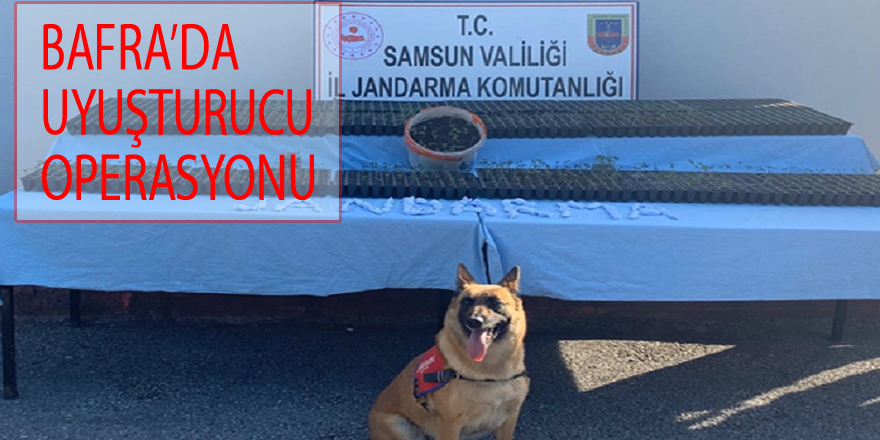 BAFRA’DA UYUŞTURUCU OPERASYONU