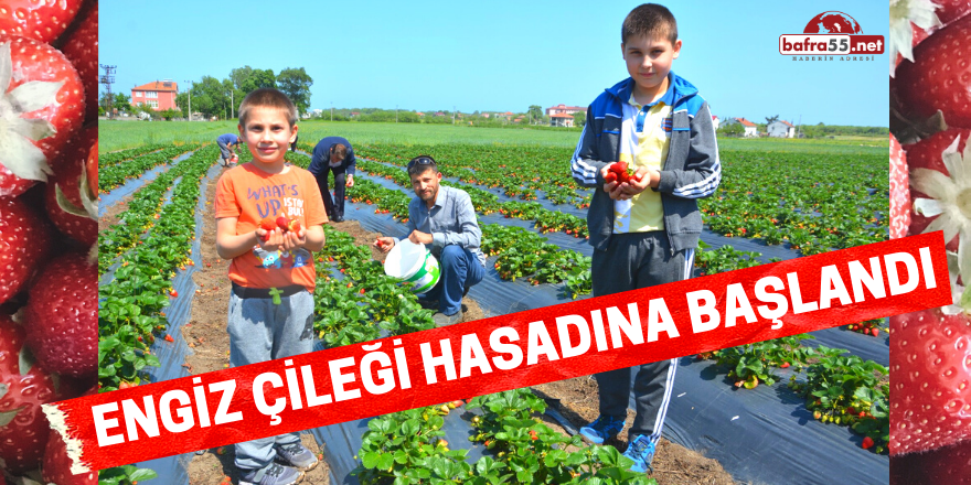 ENGİZ ÇİLEĞİ HASADINA BAŞLANDI