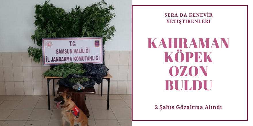 SERA DA KENEVİR YETİŞTİRENLERİ KAHRAMAN KÖPEK OZON BULDU