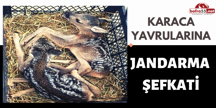 Karaca Yavrularına Jandarma Şefkati