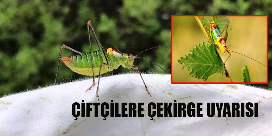 ÇİFTÇİLERE ÇEKİRGE UYARISI