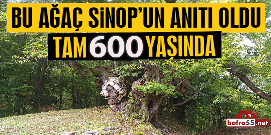 Bu Ağaç Sinop'un Anıtı Oldu