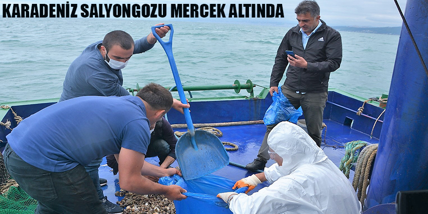 KARADENİZ SALYONGOZU MERCEK ALTINDA