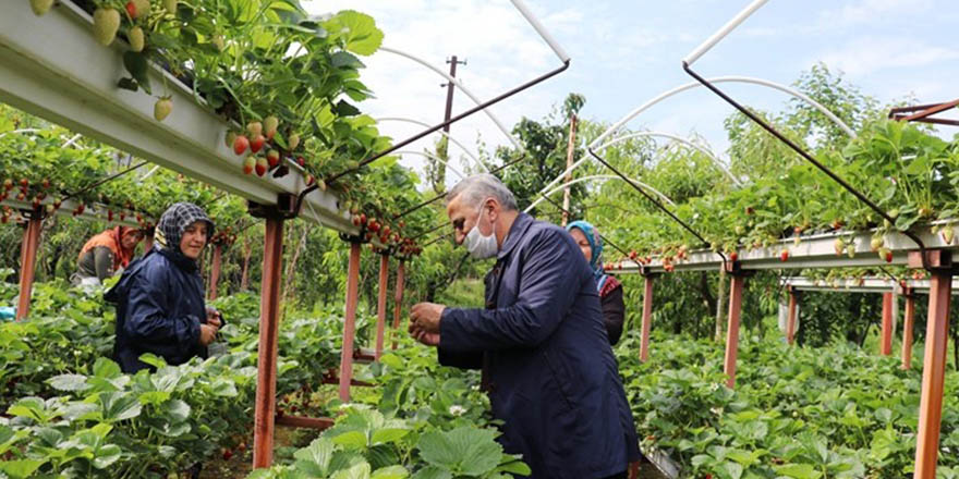 Atakum'da Topraksız Tarım