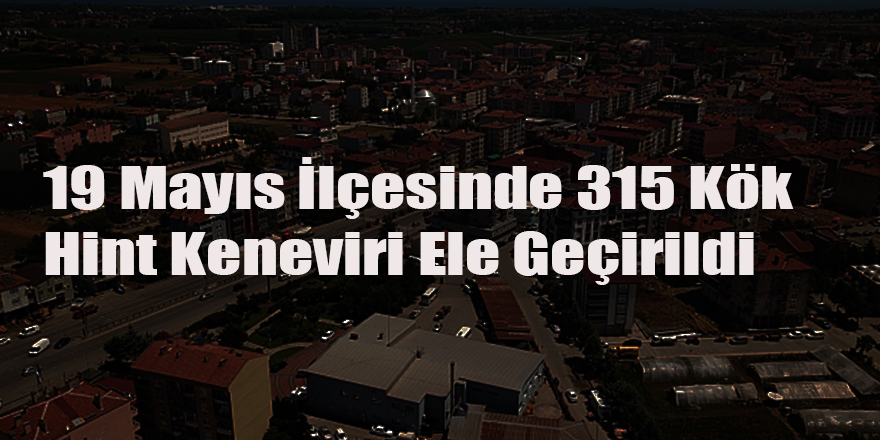 19 Mayıs İlçesinde 315 Kök Hint Keneviri Ele Geçirildi