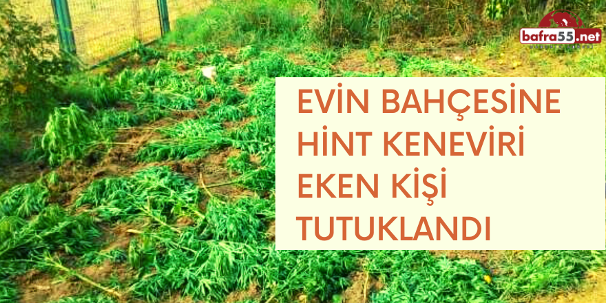 EVİN BAHÇESİNE HİNT KENEVİRİ EKEN KİŞİ TUTUKLANDI