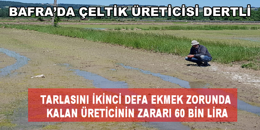 Bafra Ovasında Zarar Gören Çeltik Üreticileri Devlet’ten Yardım Bekliyor