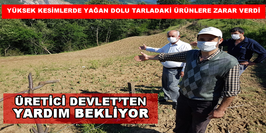 Bafra'nın Yüksek Kesimlerine Yağan Dolu Üreticiyi Zor Durumda Bıraktı