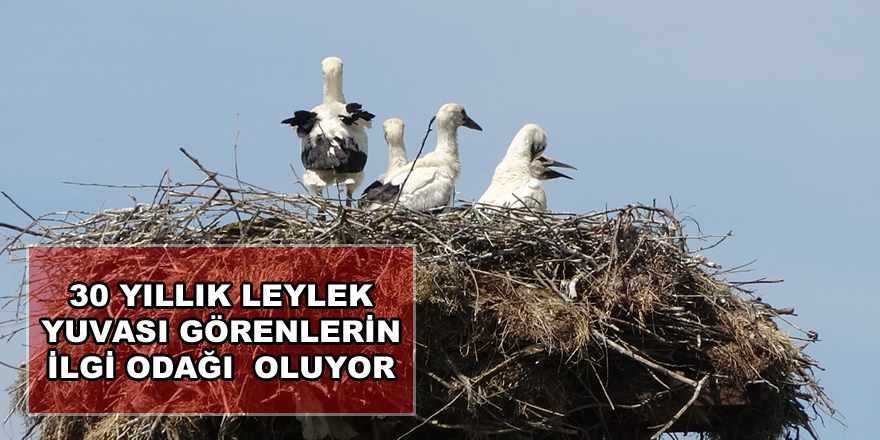 Leylek Yuvası Görenlerin İlgi Odağı Oluyor