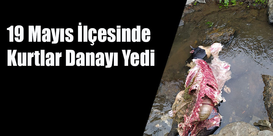 19 Mayıs İlçesinde Kurtlar Danayı Yedi