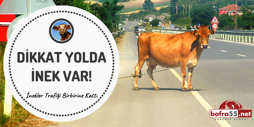 Dikkat Yolda İnek Var!