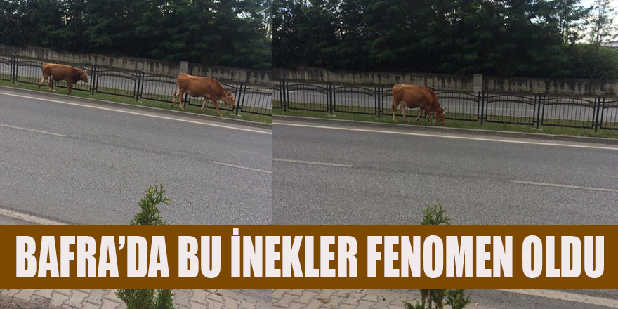 BAFRA'DA BU İNEKLER FENOMEN OLDU