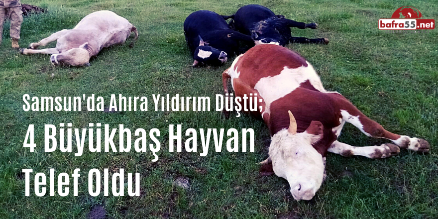 Samsun'da Yıldırım Ahıra Düştü: 4 Büyükbaş Hayvan Telef Oldu