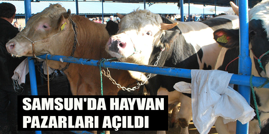 SAMSUN'DA HAYVAN PAZARLARI AÇILDI