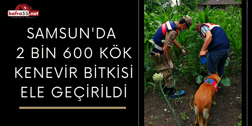 Samsun'da  2 Bin 600 Kök Kenevir Bitkisi Ele Geçirildi