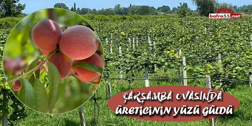 Çarşamba Ovasında Üreticinin Yüzü Güldü