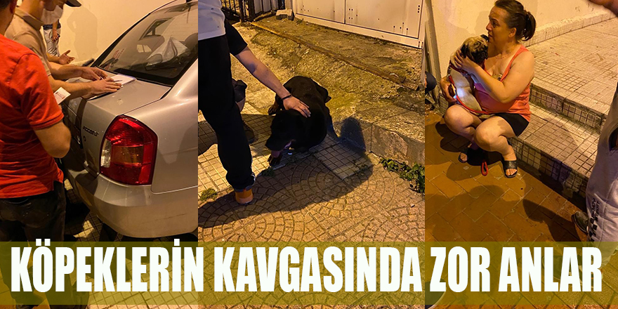 KÖPEKLERİN KAVGASINDA ZOR ANLAR