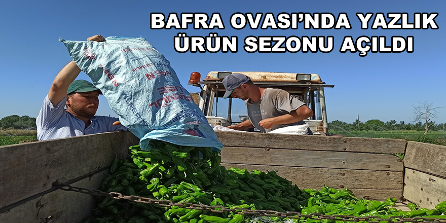 Bafra Ovası'nda yazlık ürün sezonu açıldı