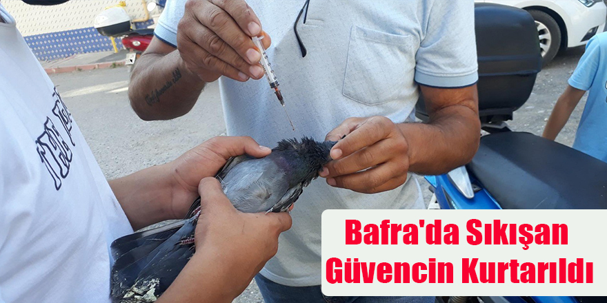 Bafra'da Sıkışan Güvencin Kurtarıldı