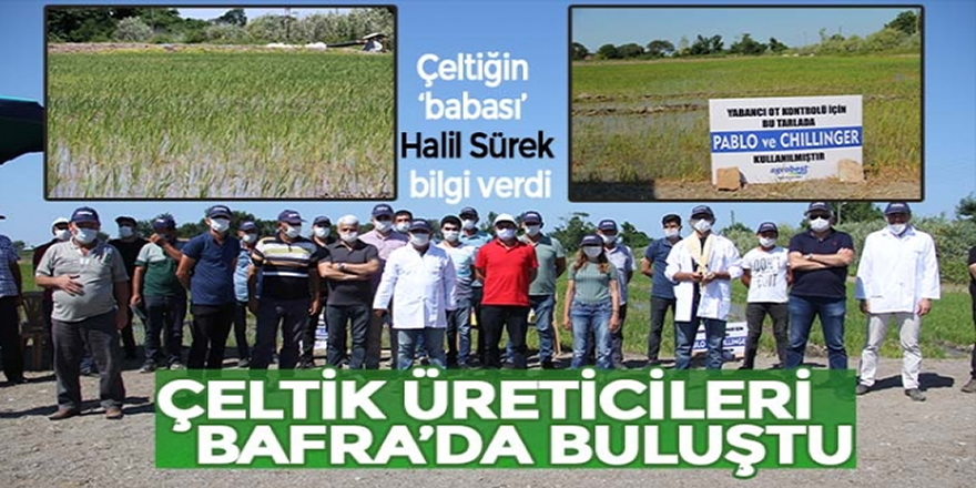 ÇELTİK ÜRETİCİLERİ BAFRA’DA BULUŞTU