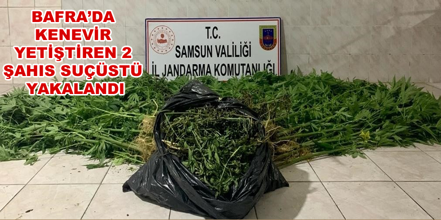 Bafra'da  kenevir yetiştiren 2 şahıs suçüstü yakalandı