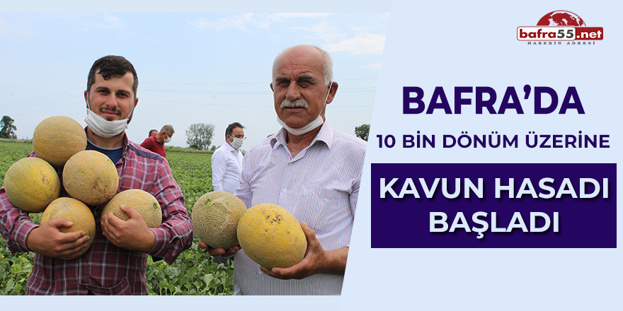 Bafra'da 10 bin dönüm üzerine kavun hasadı başladı